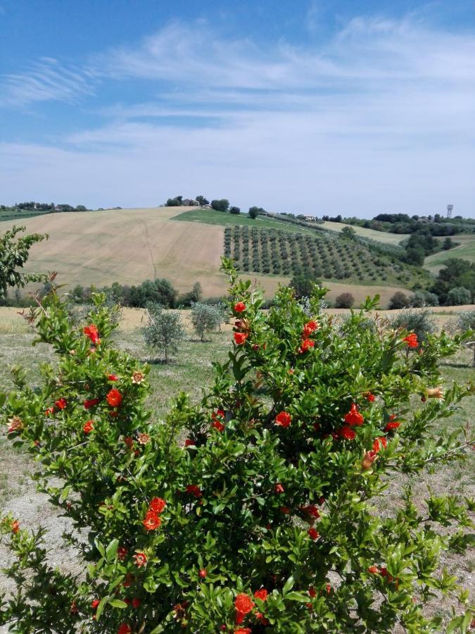 Il Giardino Nella Valle Belvedere Ostrense 外观 照片