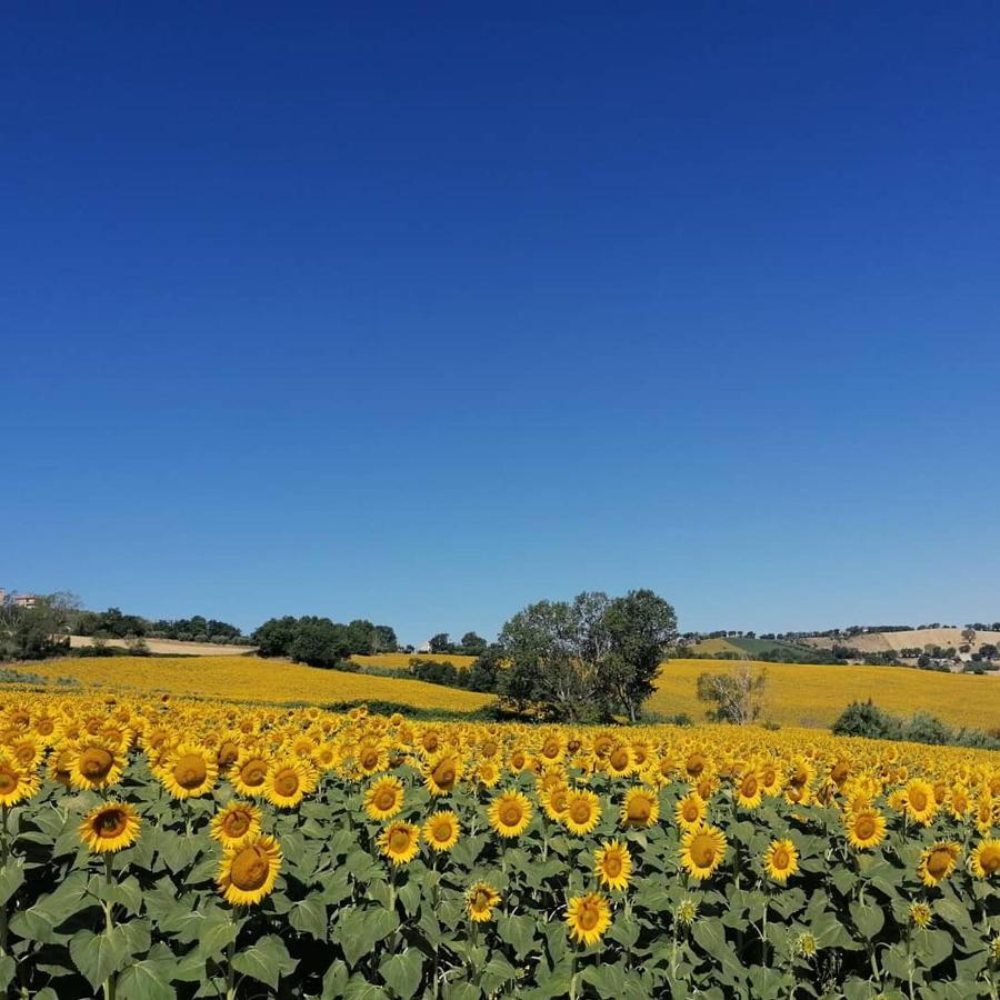 Il Giardino Nella Valle Belvedere Ostrense 外观 照片