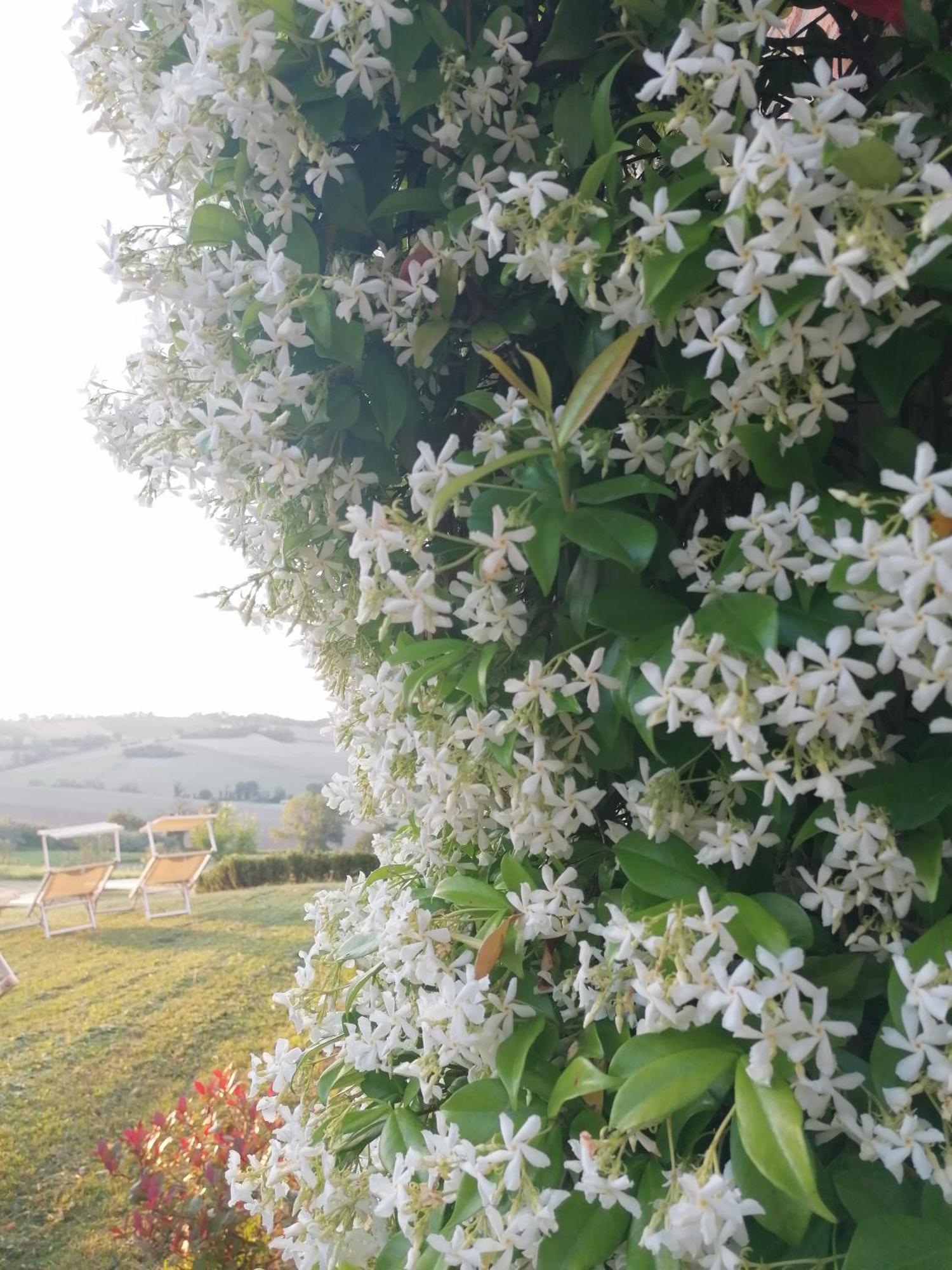 Il Giardino Nella Valle Belvedere Ostrense 外观 照片